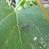 Leaf-footed bug nymph