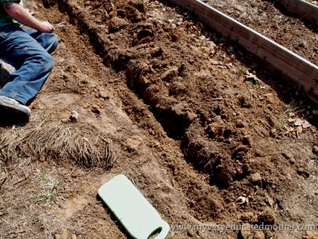 #gardening Planting Asparagus -digging the trench[4]