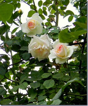 DSCN5788 DSCN5788