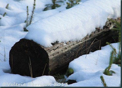 15-snowy-log