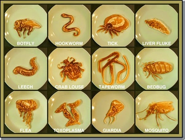 parasites types of parasites, classification of parasites