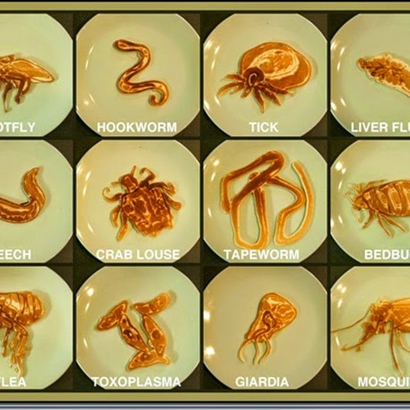 Human Parasites, Types of Parasites, and Classification