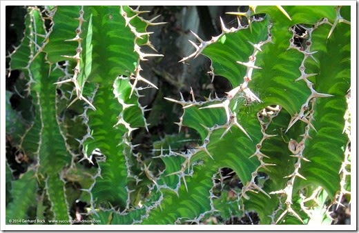 Euphorbia_grandicornis