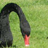 Cisne Negro