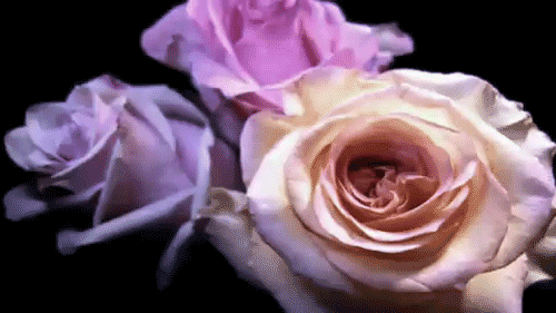 tumblr_liqrdelFR41qaay1oo1_r1_500.gif