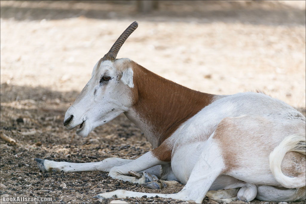 LookAtIsrael.com - Заповедник библейских животных Хай Бар | Hai Bar reserve | חי בר