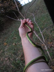 rough green snake on arm