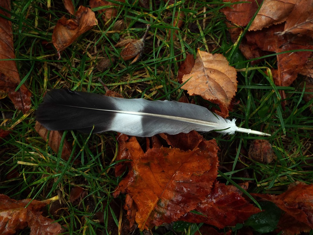 [Autumn-morning-lonely-feather6.jpg]