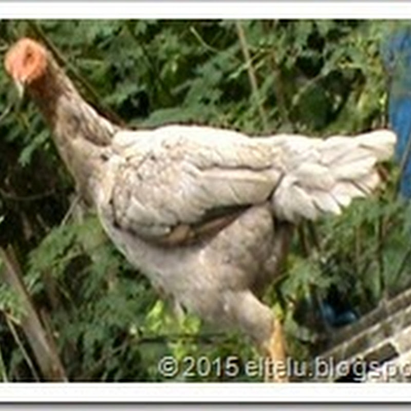 ELTELU: Inilah Video Ayam Kampung Betina Unik Dan Aneh Yang Memiliki 10 Jari Kaki