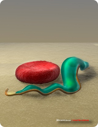 Trypanosoma brucei and Red Blood Cell