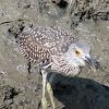 Yellow Crowned Night Heron (juvenile)