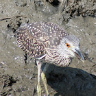 Yellow Crowned Night Heron (juvenile)