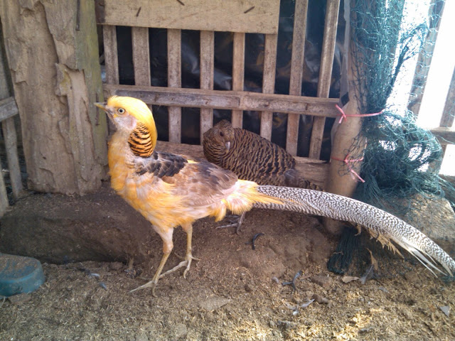 jual ayam yellow pheasant