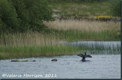 17-cormorant-on-loch