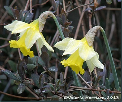 39-daffodils