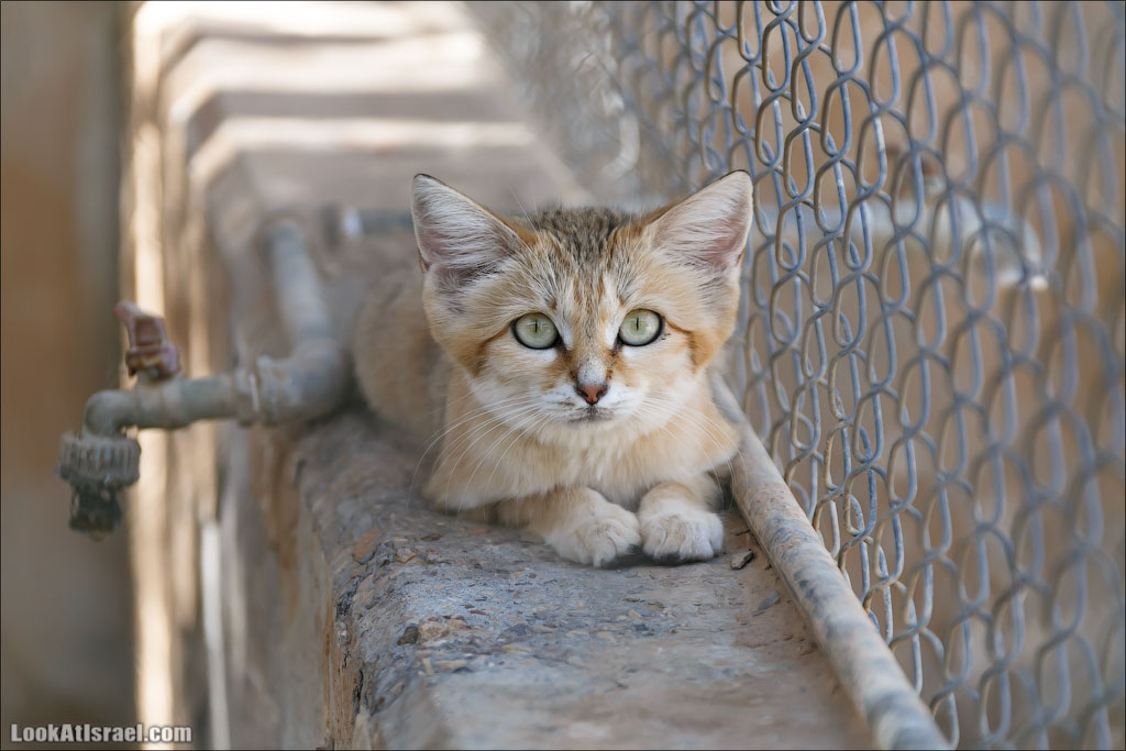 LookAtIsrael.com - Заповедник библейских животных Хай Бар | Hai Bar reserve | חי בר