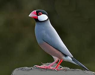 Download mp3 aneka burung finch gelatik