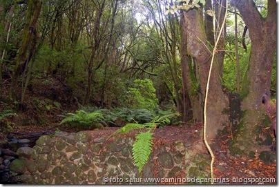 056 Garajonay-El Cedro 056 Garajonay-El Cedro