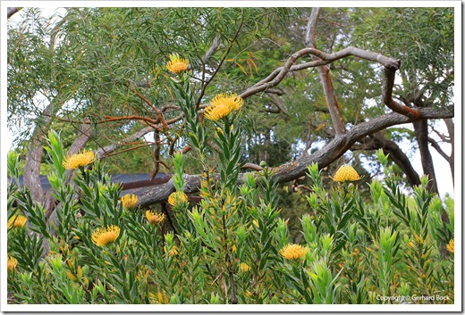 130715_KulaBotanicalGarden_Leucospermum-cordifolium_001
