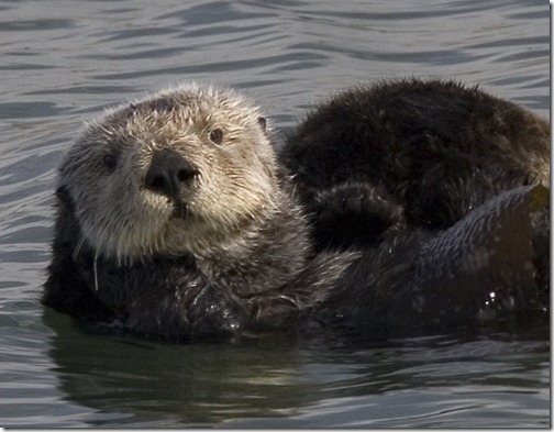Sea_otter_cropped