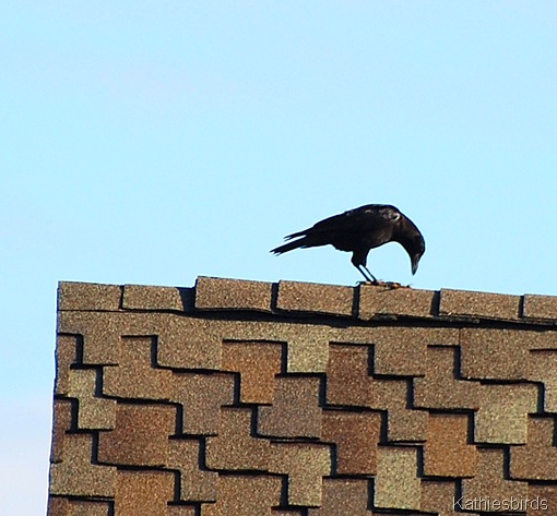 4. crow-kab 4. crow-kab