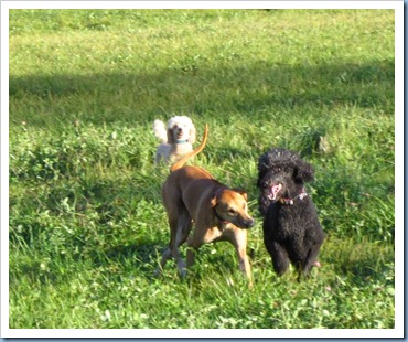 20111028_dogs_013