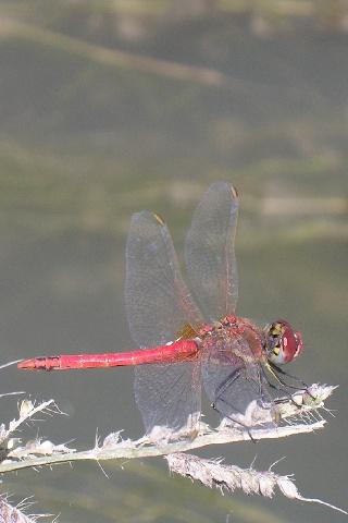 Ascw26568