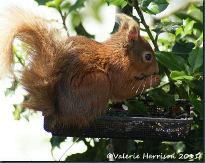 3 red-squirrel