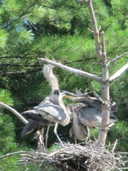 great blue heron 3 in tree feeding time.4. 8.6.2013