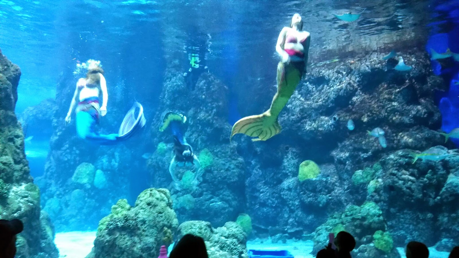 Explore Colorado The Downtown Aquarium Mystic Mermaids Show Where