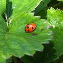 Seven-spotted Lady Beetle