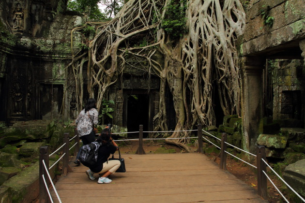 Photographing the giant roots of Ta Prohm, Siem Reap, Cambodia