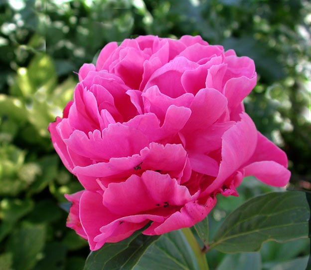 [Peonia%255B3%255D.jpg]