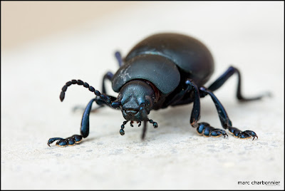 scarabées-5.jpg