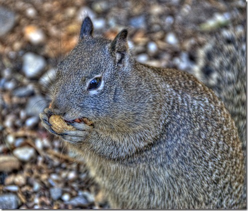 Fat Squirrel 1