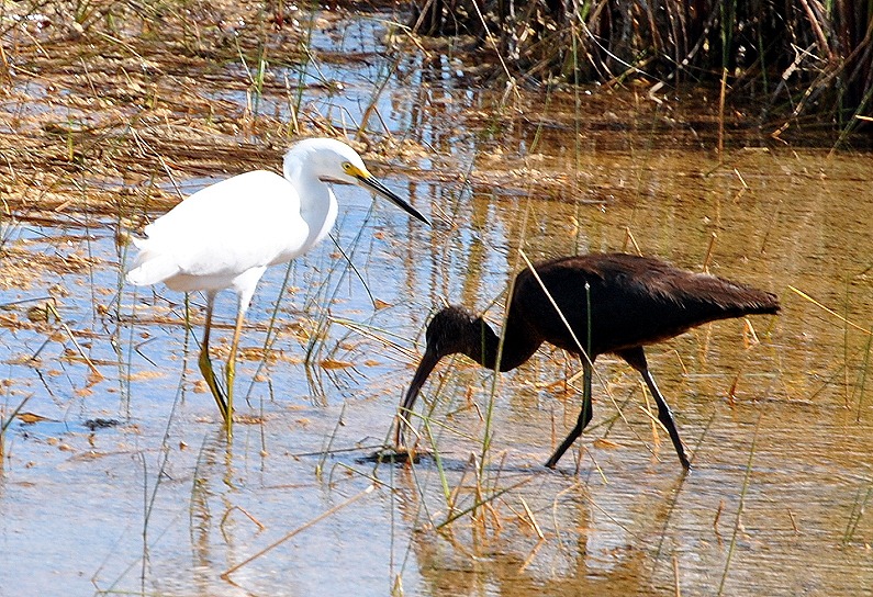 [13c---On-the-trail---Snowy-Egret-and.jpg]