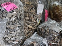 dried sea horses
