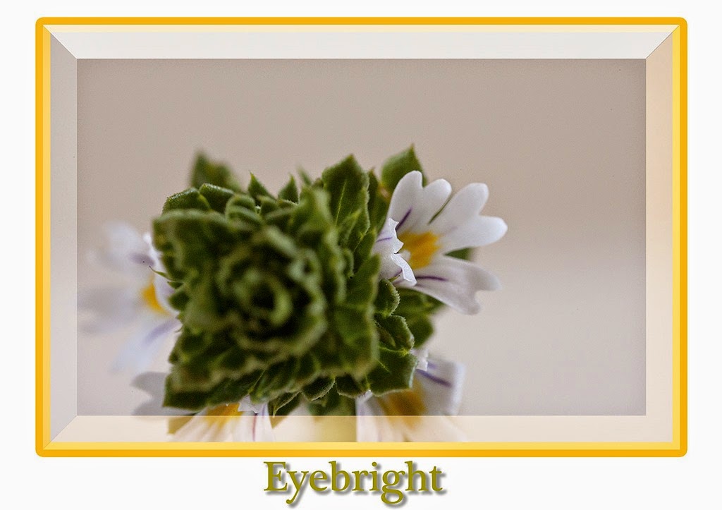 [eyebright%255B4%255D.jpg]