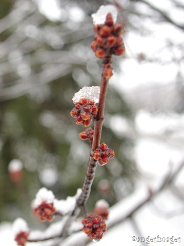 IMGP6208_maple buds in snow_02