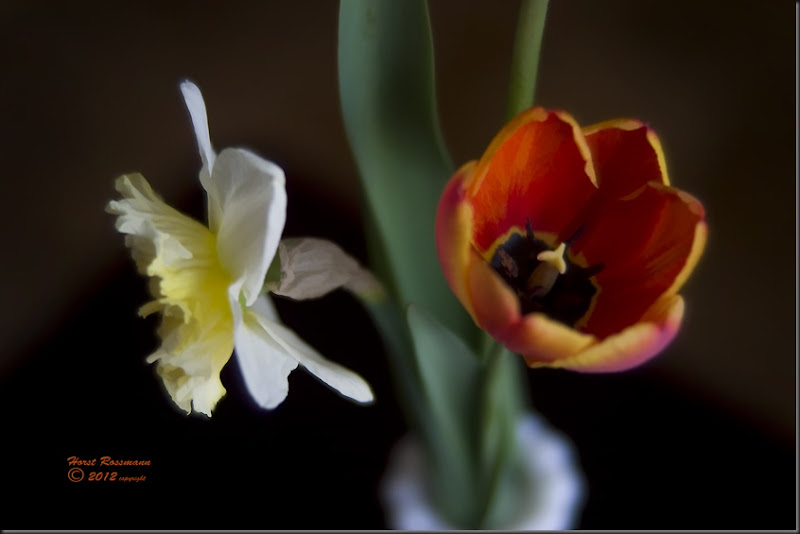 Horsts first flowers in his Garden