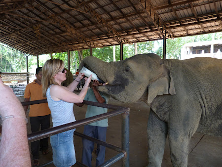 Orfelinat Sri Lanka: hranim un elefant