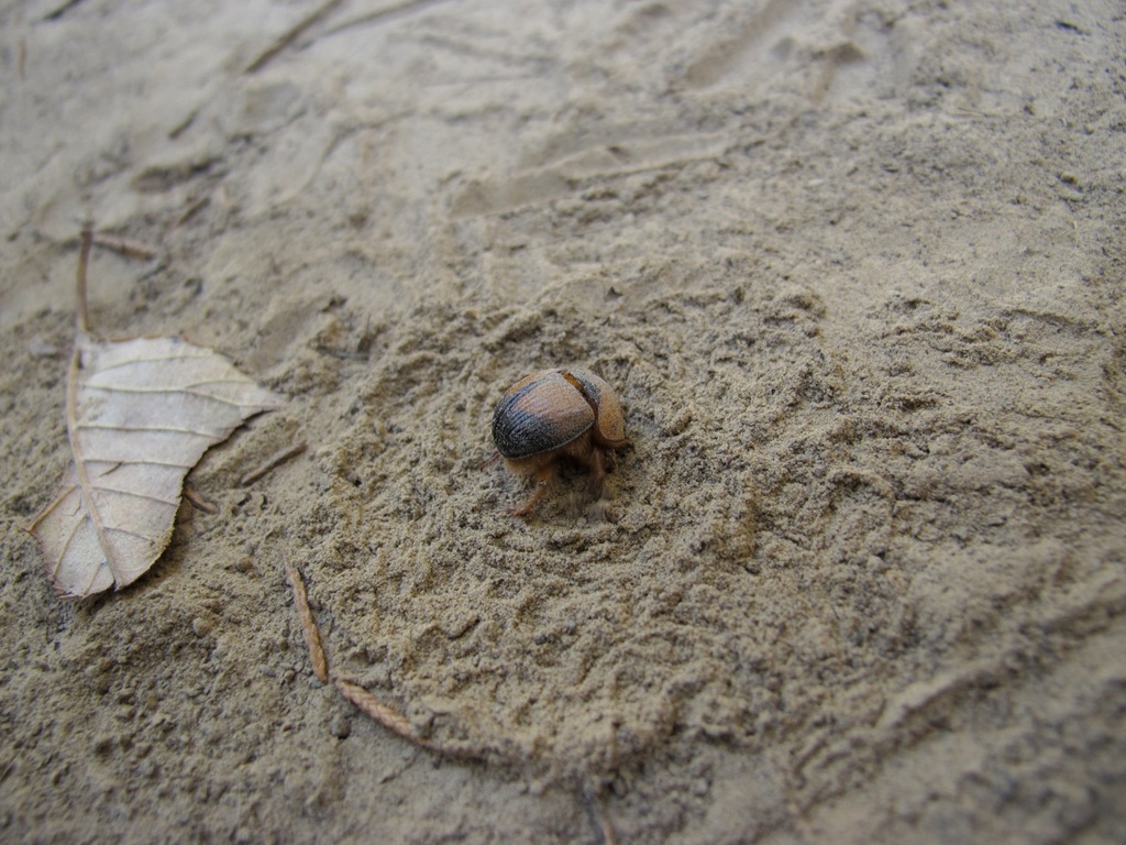 [burrowing-beetle-with-dirt-pattern5.jpg]