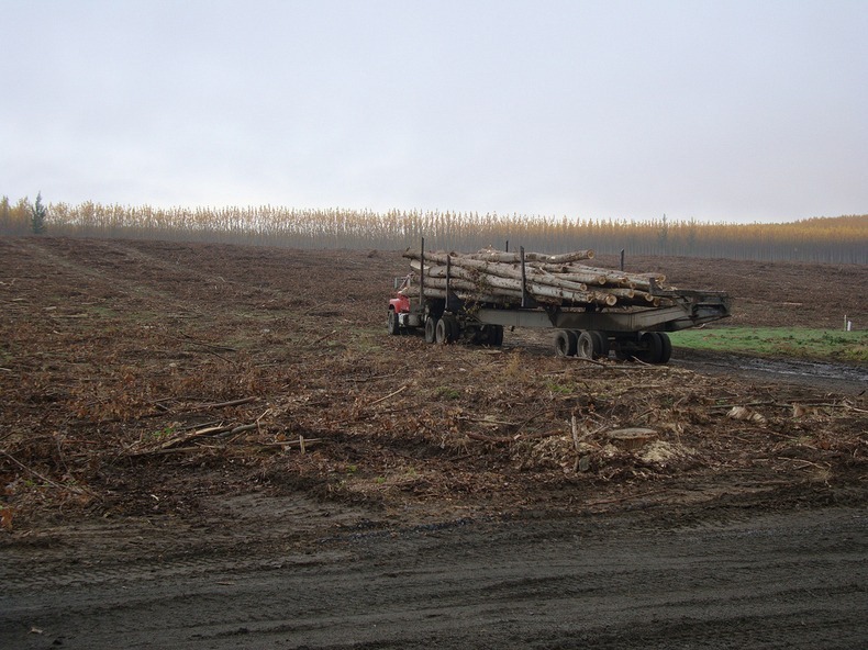 boardman-tree-farm-1