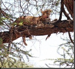 October 24, 2012 leopard in tree after lunch