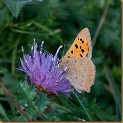 Small Copper