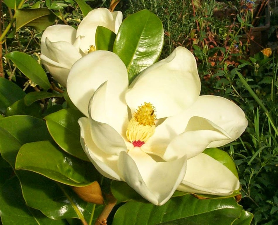 [magnolia_flower4.jpg]