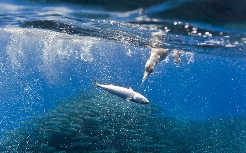 shark-and-mackerel-13