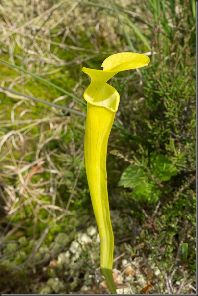 Yellow Pitcher Plant