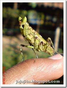 Belalang Sembah Jeweled Flower Mantis  (Creobroter gemmatus)