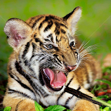 The Cub by Charliemagne Unggay -  